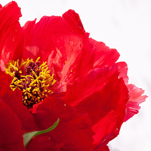 ��ǰ ������