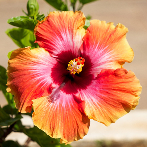 ��ǰ ������