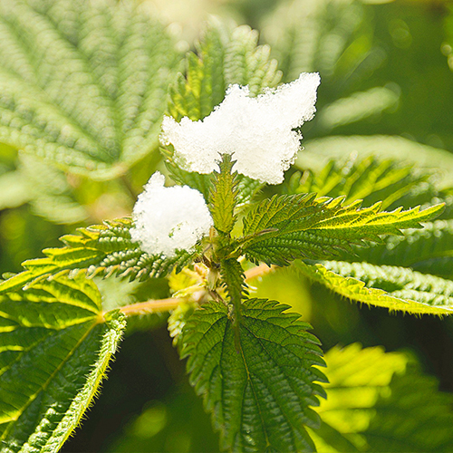 ��ǰ ������