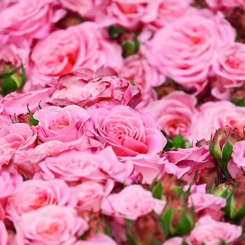 ��ǰ ������