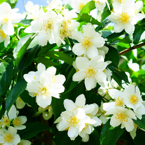 ��ǰ ������