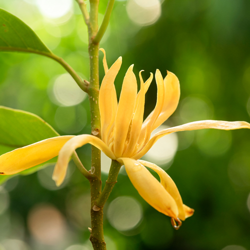 ��ǰ ������